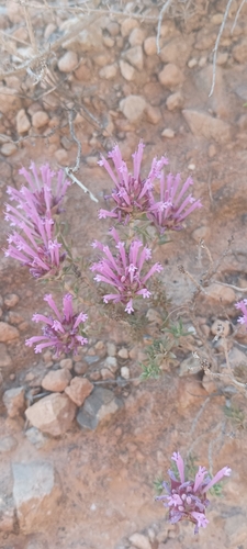 Thymus longiflorus, photograph 4