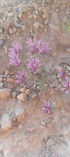 Thymus longiflorus, photograph 5