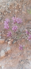 Thymus longiflorus