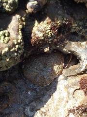 Anthopleura biscayensis