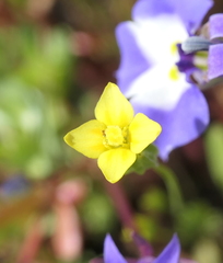 Cicendia quadrangularis