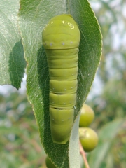 Papilio multicaudata multicaudata