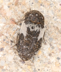 Dermestes marmoratus