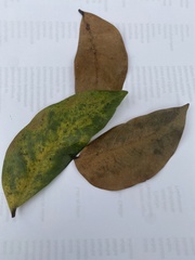 Magnoliopsida