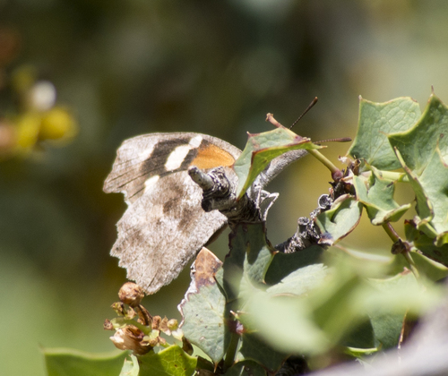 Libytheana carinenta
