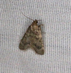 Aglossa disciferalis