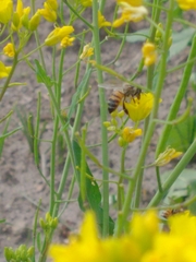 Apis mellifera