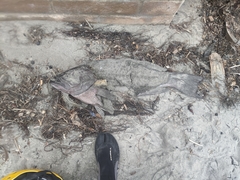Epinephelus analogus