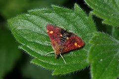 Pyrausta aurata