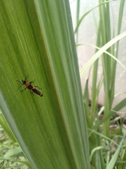 Belotus