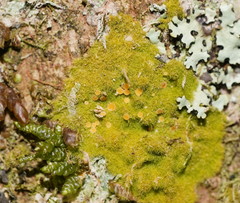 Coenogonium implexum