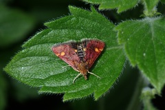 Pyrausta aurata