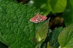 Pyrausta aurata