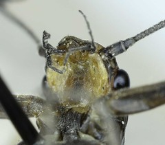 Isogenoides colubrinus