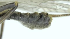 Isogenoides colubrinus