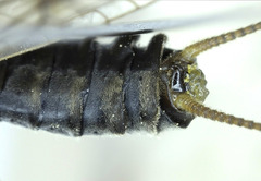 Isogenoides colubrinus