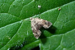 Anthophila fabriciana
