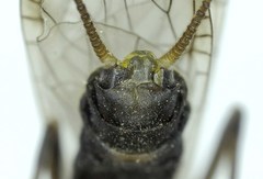 Isogenoides colubrinus