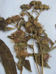 Symphyotrichum puniceum puniceum