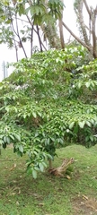 Tabernaemontana divaricata