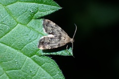 Anthophila fabriciana