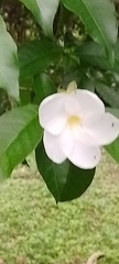 Tabernaemontana divaricata