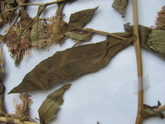 Symphyotrichum puniceum puniceum