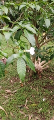 Tabernaemontana divaricata