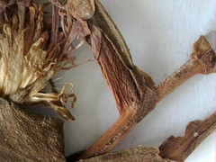 Symphyotrichum puniceum puniceum