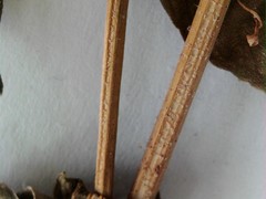 Symphyotrichum puniceum puniceum