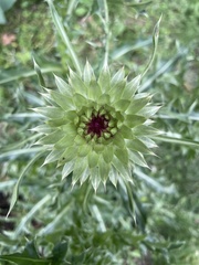 Carduus nutans