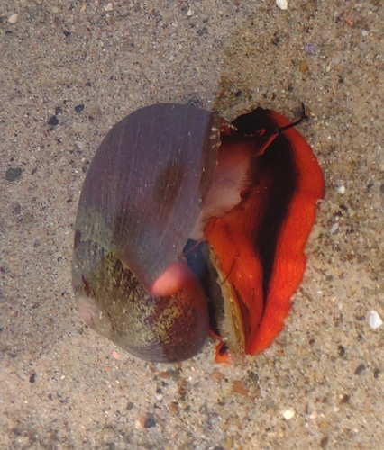 iNaturalist observation photo of Norris's Topsnail