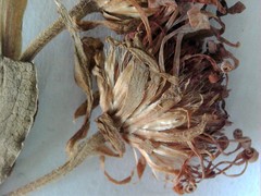 Symphyotrichum puniceum puniceum