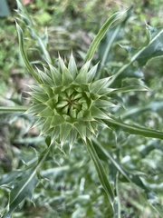Carduus nutans