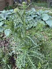Carduus nutans