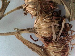 Symphyotrichum puniceum puniceum