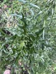 Carduus nutans
