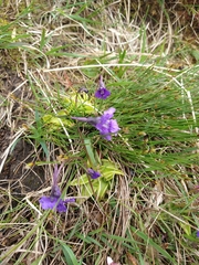 Pinguicula grandiflora