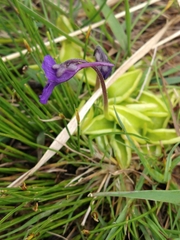 Pinguicula grandiflora