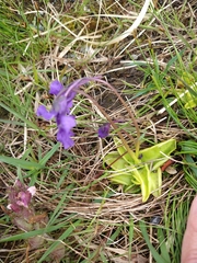 Pinguicula grandiflora