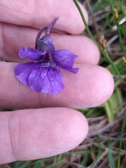 Pinguicula grandiflora