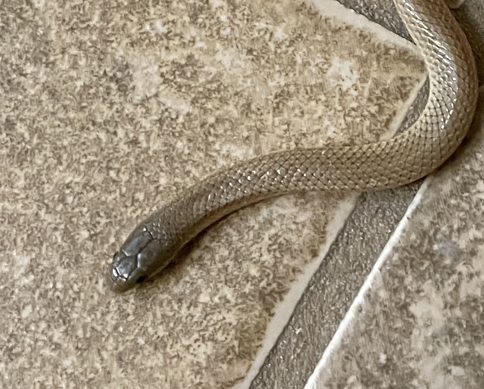 Colubrine Snakes from Oak Mountain Trail, San Angelo, TX, US on May 25 ...