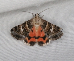 Drasteria mirifica