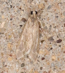 Loxostege allectalis