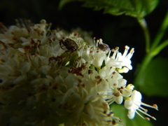 Valgus canaliculatus