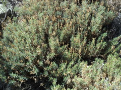 Calceolaria hypericina