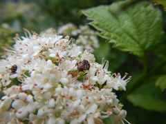 Valgus canaliculatus