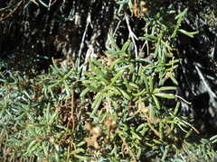Calceolaria hypericina