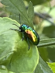 Chrysochus auratus