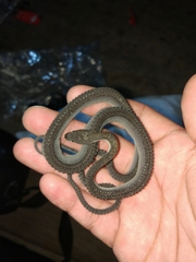 Xenodermus javanicus